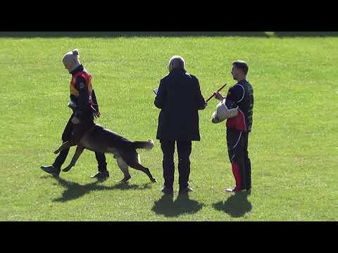 WUSV 2021  USA 1-  CARINA SWEENEY & HOPPER VOM BRACHTPETAL C 95