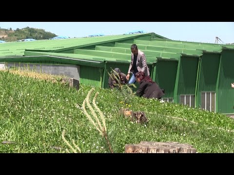 Posadjeno 270 stabala u Arilju