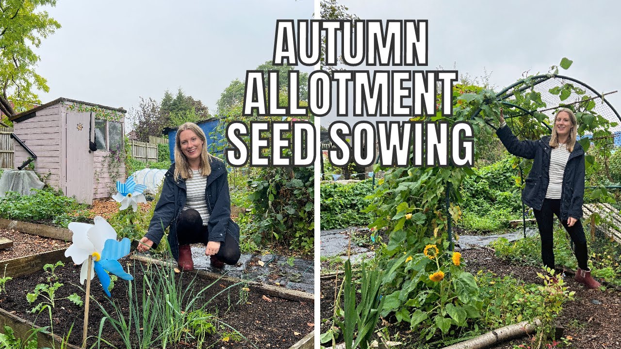 SEPTEMBER SEED SOWING / ALLOTMENT GARDENING UK