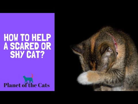 How to Help a Scared or Shy Cat?