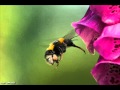 Dance With The Bumble Bee - Neil Diamond