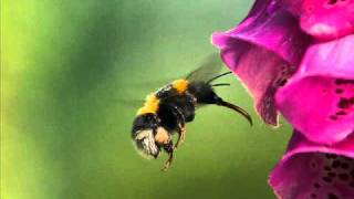 Dance With The Bumble Bee - Neil Diamond