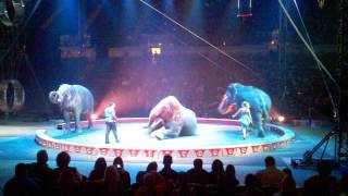 preview picture of video 'Elephants at the circus'
