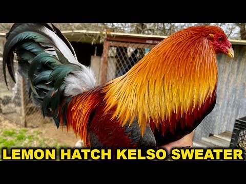 Pure Lemon Hatch Kelso Sweater Grey HERNANDEZ Farm Beautiful Birds