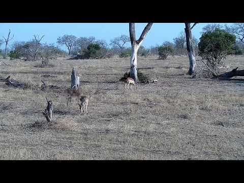 Djuma: Impalas grazing - 16:02 - 09/15/21