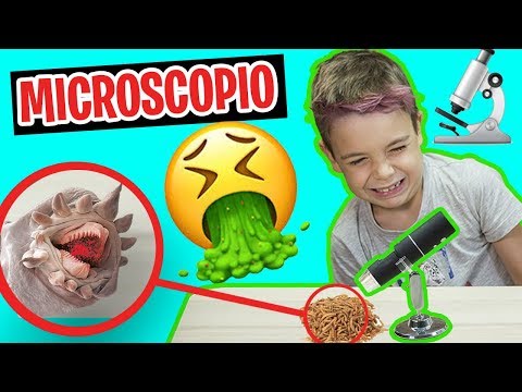 Cosas INCREÍBLES bajo el MICROSCOPIO 🔬NO CREERAS COMO SE VE.