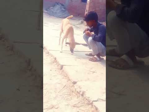 #dog my bro taking care of you 🤗🤗🤗🤗 #doglover