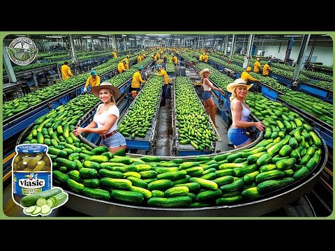 How Pickles Are Made – Massive Millions Tons of Cucumbers Harvesting & Pickles Processing