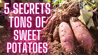 5 Secrets To Growing Tons Of Sweet Potatoes ( Even In Winter )