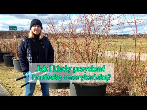 Jak i kiedy przycinamy borówki amerykańskie?