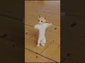 Juju Juju Juju Ju Shortvideo Youtubeshorts