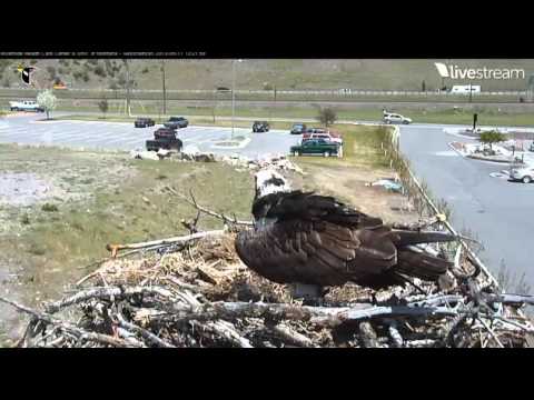 Hellgate Canyon, Missoula Ospreys - 05/11/13  Mating