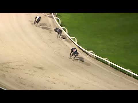 ECC TIMBER PUPPY DERBY - HEAT 2 - T6 HEADFORD KEV