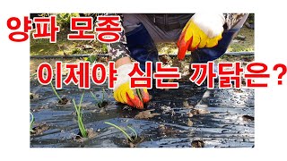 양파 모종 이제야 심는 까닭은?(양파모종 심기, 양파 모종 심는 시기, 양파모종 심는 법. 텃밭 양파재배, …