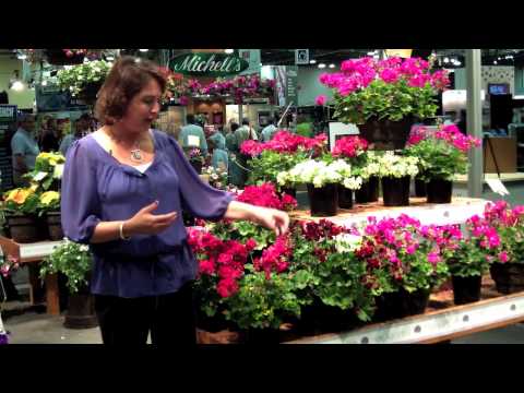 download lagu mp3 mp4 Geranium Caliente Lavender, download lagu Geranium Caliente Lavender gratis, unduh video klip Geranium Caliente Lavender