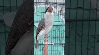 Download lagu jinjing petulak gacor mp3