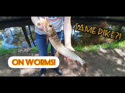 Caugth The Same Pike Twice In 10 Minutes?!