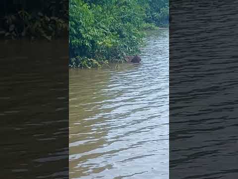 Lugar lindo avistando capivara 🌳🏄 #capivara #palmas #tocantins #animals #nature #viral #shorts