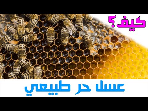 , title : 'كيف تنتج النحلة العسل داخل الخلية | مملكة النحل'