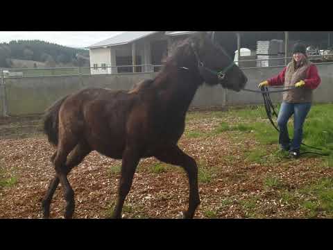 2017 Lusitano colt