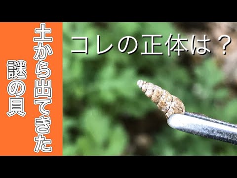 追いかけて怖がらせるためのヒント 庭のトガリネズミを自然に駆除する