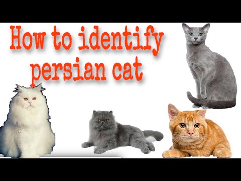 How to identify types of persian cat/kitten |how to find your cat breed|persiancat breed information