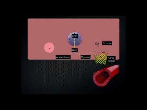 Stoffwechsel des Muskels: Wie kriegt der Muskel seine Energie? Teil 1/2