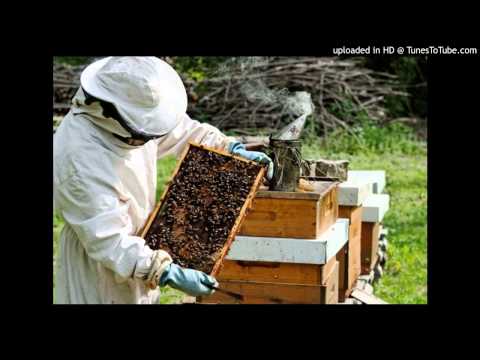 Jovo Dimić pčelarstvo