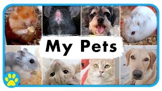 Meet Our Pets 2018 + Surprise! by ErinsAnimals