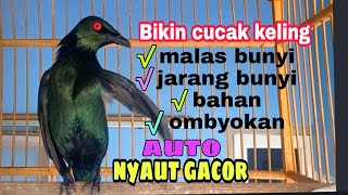 Download lagu suara cucak Keling memanggil teman untuk pancingan burung macet agar ikut bunyi sahut sahutan mp3