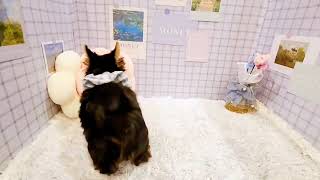 ヨークシャーテリアの動画01