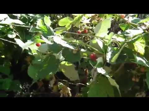 download lagu mp3 mp4 Sweetest Black Raspberry, download lagu Sweetest Black Raspberry gratis, unduh video klip Sweetest Black Raspberry