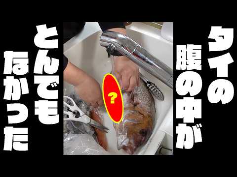 巨大なタイを捌いてみると・・・？