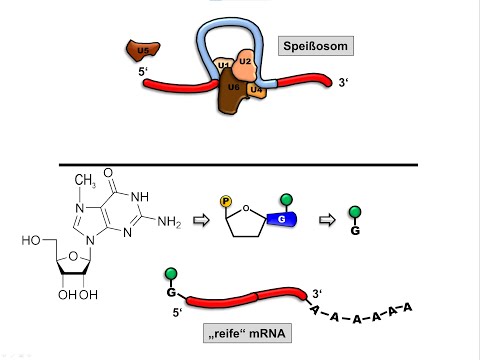 RNA Prozessierung