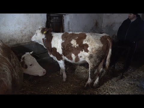 In Vizita la ferma domnului Mircea de la Sard, Alba - 2022 Nou!!!