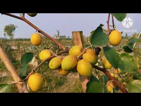 কুলের বাগান দেখতে গেলাম | my first vlog l Afus Vlog |