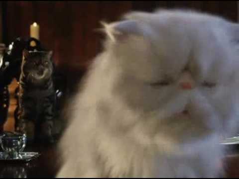 Como Perros y Gatos -extracto - Cats & Dogs  - extract - audio latino