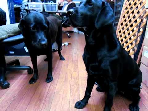 ペルとタマとKO-JI ZERO THREE　vol,3