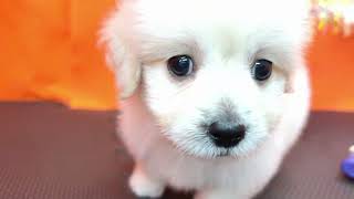 ハーフ犬の動画01