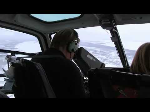 Kurt belgeseli kurtların vahşi yaşamı #kurtlar #wolf