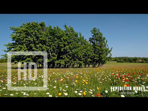 8 HOURS Summer Meadow Wind & Insect Sounds 🌳 SUMMER WIND SYMPHONY