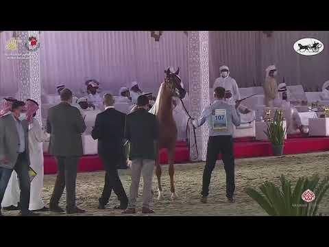 N 107 ALYA H   Al Dhafrah Arabian Horse Championship 2021   Fillies 2 Years Old Class 2B