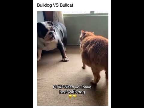🤣🤣 #bulldog #vs #bullcat #lol #humor #followformore #cat #animals #dog