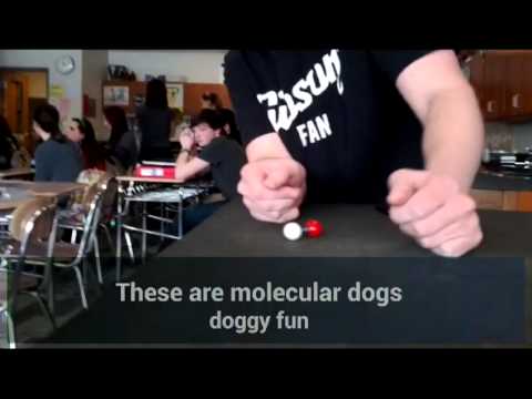 Chemistry dogs