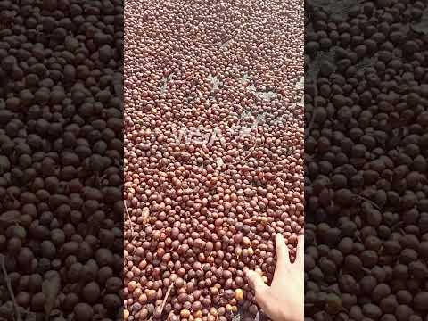 Hulling and sorting Robusta coffee in East Java
