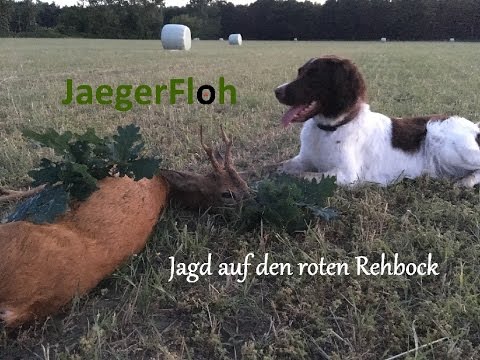 Jagd auf den roten Rehbock im Juni