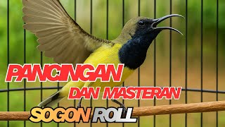 Download lagu PANCINGAN DAN MASTERAN BURUNG SOGON AGAR CEPAT BUNYI ROLL PANJANG DAN MENJADI FIGTER mp3 Download lagu PANCINGAN DAN MASTERAN BURUNG SOGON AGAR CEPAT BUNYI ROLL PANJANG DAN MENJADI FIGTER mp3