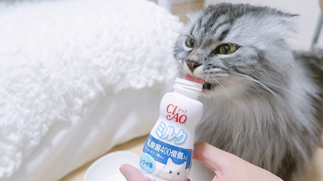 Maro and Luna Try Cat Milk