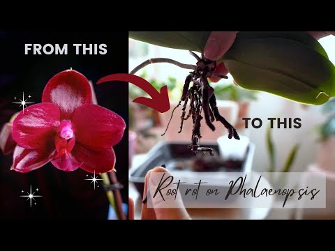 How to save a Phalaenopsis orchid | Fix Root rot, dehydration and more