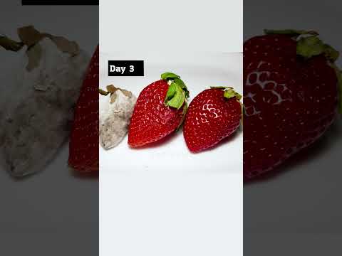 Letting my pet mold spread over to some strawberries